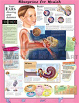 Blueprint for Health Your Ears Anatomical Chart